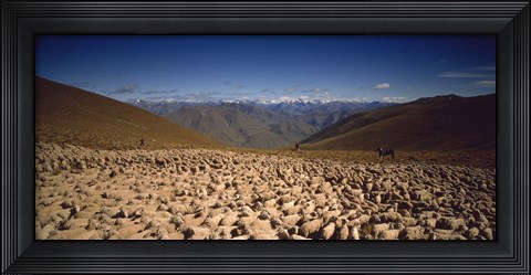 Framed Sheep Otago New Zealand Print