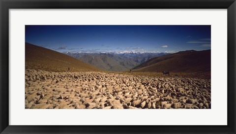 Framed Sheep Otago New Zealand Print