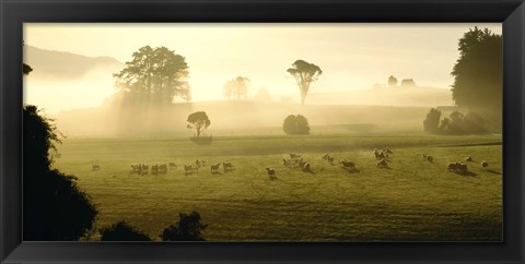 Framed Farmland &amp; Sheep Southland New Zealand Print