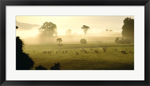 Framed Farmland &amp; Sheep Southland New Zealand Print