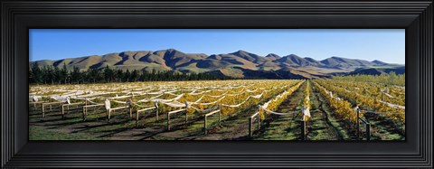 Framed Vineyards N Canterbury New Zealand Print