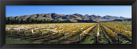 Framed Vineyards N Canterbury New Zealand Print