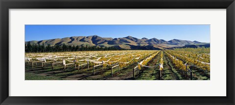 Framed Vineyards N Canterbury New Zealand Print