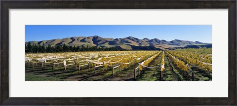 Framed Vineyards N Canterbury New Zealand Print