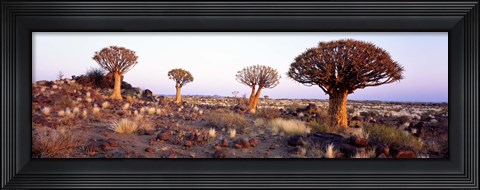 Framed Quiver Trees Namibia Africa Print