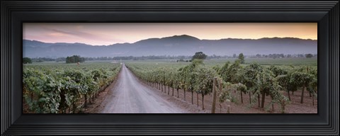 Framed Road in a vineyard, Napa Valley, California, USA Print