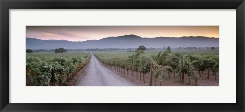 Framed Road in a vineyard, Napa Valley, California, USA Print