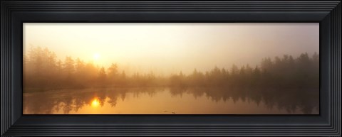 Framed Misty Morning, Volvo Bog, Illinois, USA Print