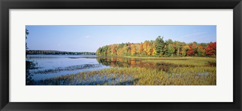 Framed Trees in a forest at the lakeside, Ontario, Canada Print