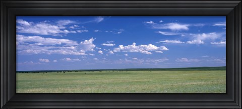 Framed Herd of Bison on prairie Cheyenne WY USA Print