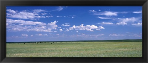 Framed Herd of Bison on prairie Cheyenne WY USA Print