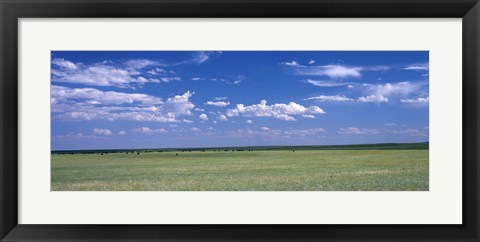 Framed Herd of Bison on prairie Cheyenne WY USA Print