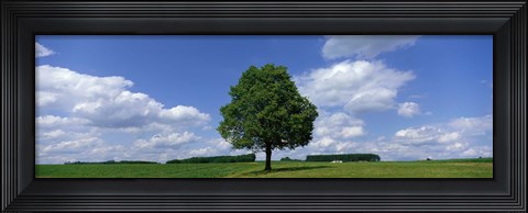 Framed Single Tree, Germany Print