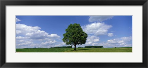 Framed Single Tree, Germany Print