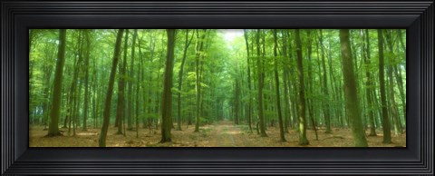 Framed Pathway Through Forest, Mastatten, Germany Print