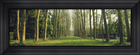 Framed Trees Versailles France Print