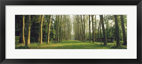 Framed Trees Versailles France Print