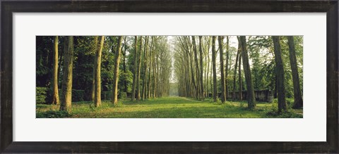 Framed Trees Versailles France Print
