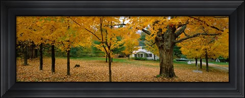 Framed Autumn, Muskoka, Canada Print