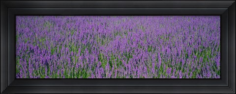 Framed Field Of Lavender, Hokkaido, Japan Print