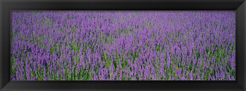 Framed Field Of Lavender, Hokkaido, Japan Print