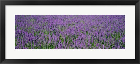 Framed Field Of Lavender, Hokkaido, Japan Print