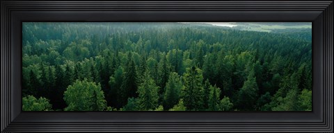 Framed Finland, Aulanko, Scandinavian Forest Print