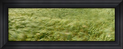 Framed Grain Field In Wind, (Near Lorelei,) Germany Print