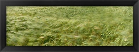 Framed Grain Field In Wind, (Near Lorelei,) Germany Print