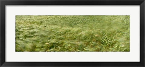 Framed Grain Field In Wind, (Near Lorelei,) Germany Print