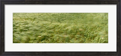 Framed Grain Field In Wind, (Near Lorelei,) Germany Print