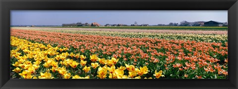 Framed Field Of Flowers, Egmond, Netherlands Print