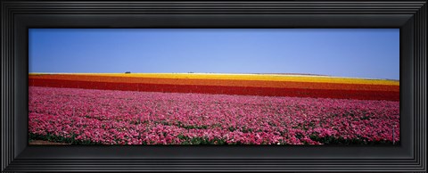 Framed Field Of Flowers, Near Encinitas, California, USA Print