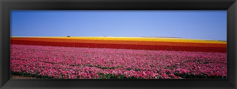 Framed Field Of Flowers, Near Encinitas, California, USA Print