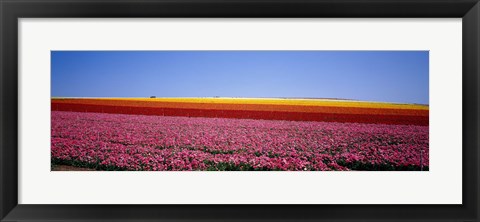 Framed Field Of Flowers, Near Encinitas, California, USA Print