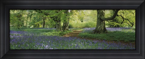 Framed Bluebells in a forest, Thorp Perrow Arboretum, North Yorkshire, England Print