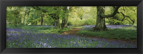 Framed Bluebells in a forest, Thorp Perrow Arboretum, North Yorkshire, England Print