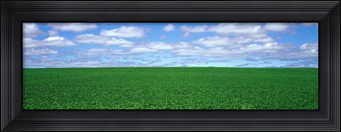 Framed Bush Bean Field, Mcminnville, Oregon, USA Print