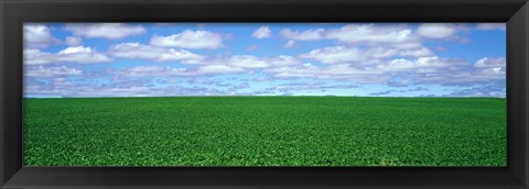 Framed Bush Bean Field, Mcminnville, Oregon, USA Print
