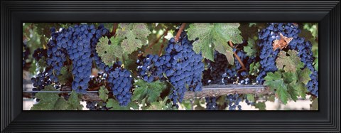 Framed USA, California, Napa Valley, grapes Print