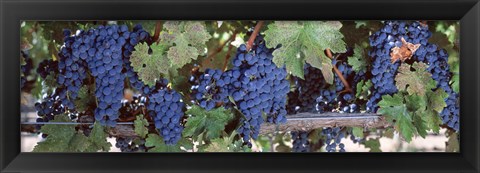 Framed USA, California, Napa Valley, grapes Print