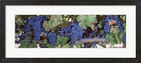 Framed USA, California, Napa Valley, grapes Print