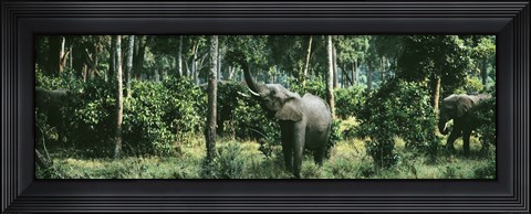 Framed Herd of Elephants Maasai Mara National Park Kenya Africa Print