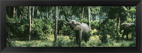 Framed Herd of Elephants Maasai Mara National Park Kenya Africa Print