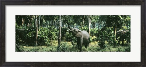 Framed Herd of Elephants Maasai Mara National Park Kenya Africa Print