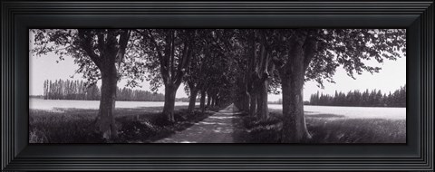 Framed Road Through Trees, Provence, France Print