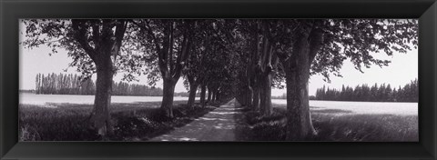 Framed Road Through Trees, Provence, France Print