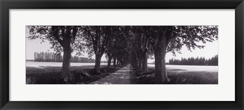 Framed Road Through Trees, Provence, France Print