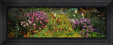 Framed Close-up of flowers, Muren, Switzerland Print