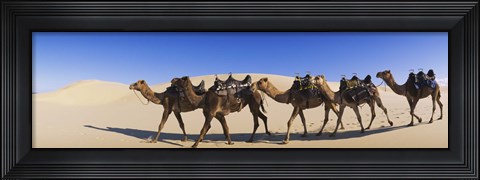 Framed Camels walking in the desert Print